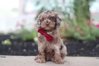 Kobe, a male Cockapoo for sale in Millersburg, OH – 2 of 5