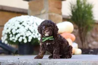 Copper, a male Cavapoo for sale in Millersburg, OH – 4 of 7