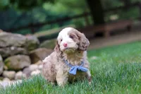 Oakley, a male Cockapoo for sale in Millersburg, OH – 4 of 8
