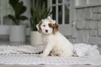 Jewel, a female Cockapoo for sale in Millersburg, OH – 3 of 7