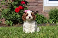 Ava, a female Cockapoo for sale in Millersburg, OH – 7 of 9