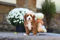 Autumn, a female Cavapoo for sale in Millersburg, OH – 2 of 10