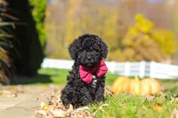 Quinn, a male Cavapoo for sale in Millersburg, OH – 6 of 6