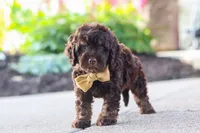 Trevor, a male Cockapoo for sale in Millersburg, OH – 1 of 10