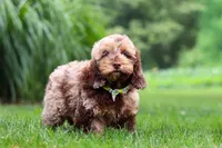 Quinton, a male Cockapoo for sale in Millersburg, OH – 2 of 6