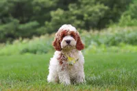 Baxter, a male Cockapoo for sale in Millersburg, OH – 1 of 6
