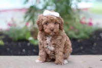 Bella, a female Cockapoo for sale in Millersburg, OH – 5 of 6