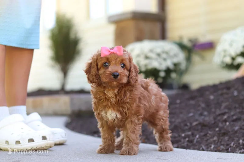 Magnolia – Cockapoo puppy for sale in Millersburg, OH