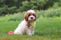Baxter, a male Cockapoo for sale in Millersburg, OH – 3 of 6