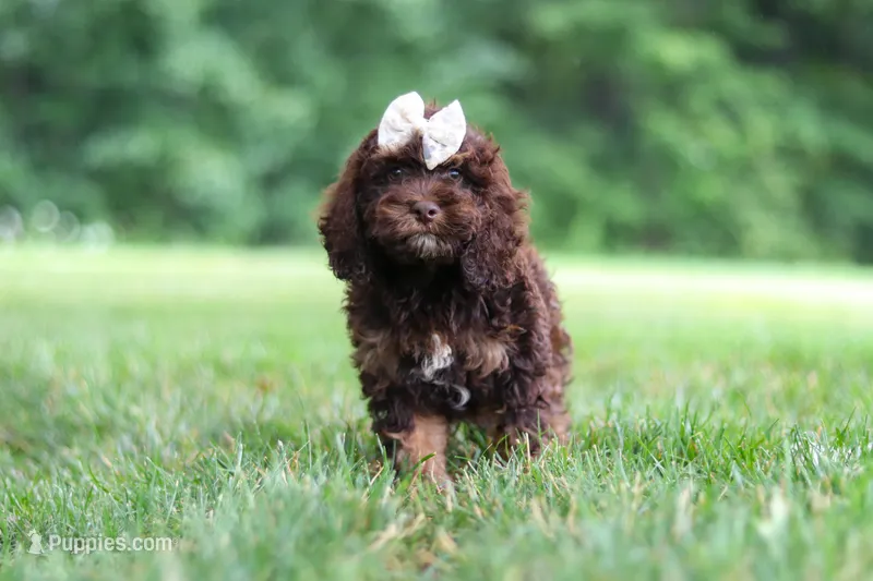 Sophie – Cockapoo puppy for sale in Millersburg, OH