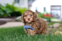 Leo, a male Cockapoo for sale in Millersburg, OH – 7 of 10