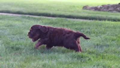 Warren, a male Cockapoo for sale in Millersburg, OH – 8 of 8