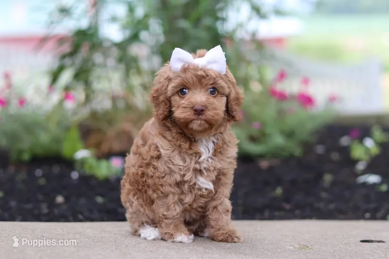 Bella – Cockapoo puppy for sale in Millersburg, OH
