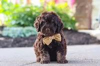 Trevor, a male Cockapoo for sale in Millersburg, OH – 5 of 10