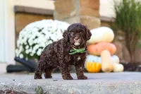 Copper, a male Cavapoo for sale in Millersburg, OH – 2 of 7