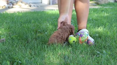 Willow, a female Cockapoo for sale in Millersburg, OH – 8 of 8