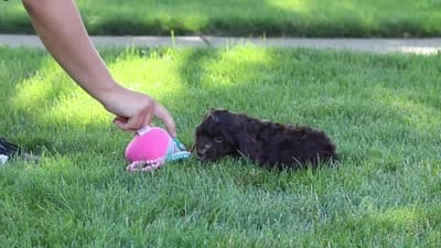 Sylvia, a female Cockapoo for sale in Millersburg, OH – 8 of 8
