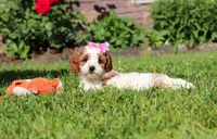 Ava, a female Cockapoo for sale in Millersburg, OH – 6 of 9