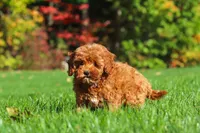 Willow, a female Cockapoo for sale in Millersburg, OH – 6 of 10