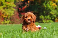 Willow, a female Cockapoo for sale in Millersburg, OH – 8 of 10