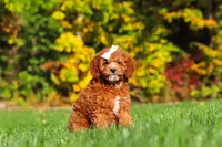 Sage, a female Cockapoo for sale in Millersburg, OH – 2 of 8