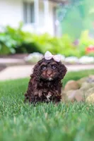 Sophie, a female Cockapoo for sale in Millersburg, OH – 7 of 10