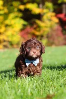 Rusty, a male Cavapoo for sale in Millersburg, OH – 2 of 6