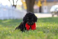 Paxton, a male Cavapoo for sale in Millersburg, OH – 1 of 7