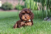 Seth, a male Cockapoo for sale in Millersburg, OH – 5 of 9