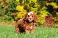 Sage, a female Cockapoo for sale in Millersburg, OH – 7 of 8