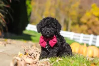 Quinn, a male Cavapoo for sale in Millersburg, OH – 2 of 6