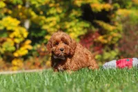 Goldie, a female Cockapoo for sale in Millersburg, OH – 4 of 6