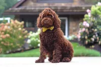 Sammie, a male Cockapoo for sale in Millersburg, OH – 6 of 8