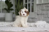 Jewel, a female Cockapoo for sale in Millersburg, OH – 4 of 7