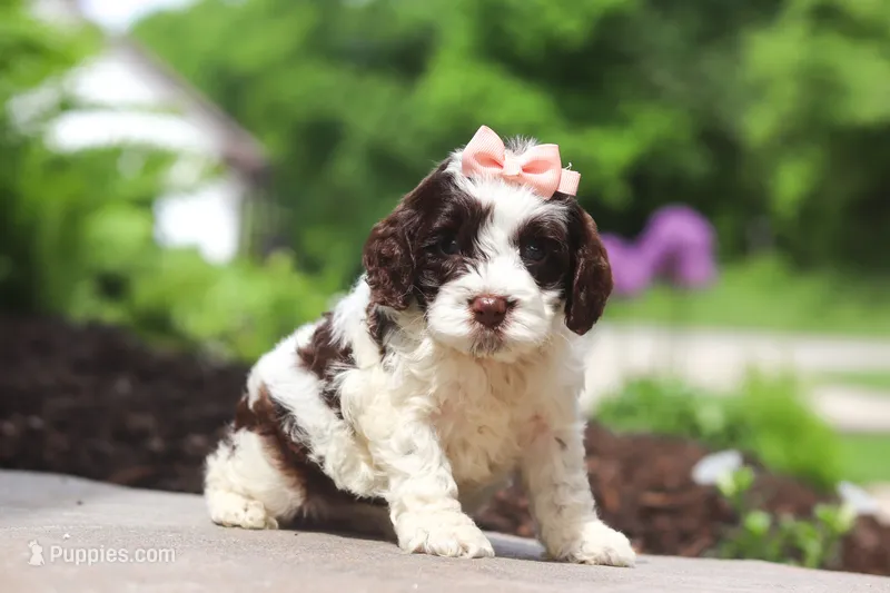 Lola – Cockapoo puppy for sale in Millersburg, OH