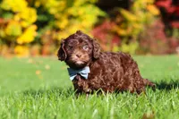 Rusty, a male Cavapoo for sale in Millersburg, OH – 4 of 6