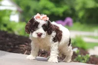 Lola, a female Cockapoo for sale in Millersburg, OH – 6 of 6