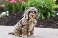 Hudson, a male Cockapoo for sale in Millersburg, OH – 3 of 8
