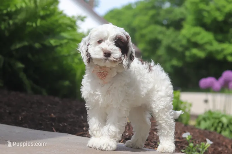 Natalie – Cockapoo puppy for sale in Millersburg, OH
