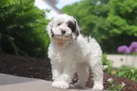 Natalie, a female Cockapoo for sale in Millersburg, OH – 1 of 6
