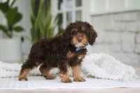Theodore, a male Cockapoo for sale in Millersburg, OH – 8 of 8