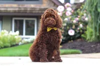Sammie, a male Cockapoo for sale in Millersburg, OH – 4 of 8
