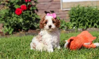 Ava, a female Cockapoo for sale in Millersburg, OH – 2 of 9