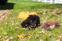 Vince, a male Cavapoo for sale in Millersburg, OH – 6 of 10