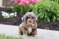 Hudson, a male Cockapoo for sale in Millersburg, OH – 4 of 8