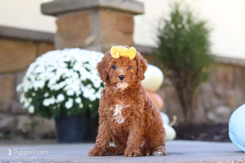 Sage – Cockapoo puppy for sale in Millersburg, OH