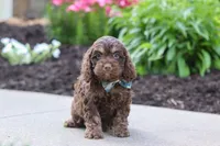 Atlas, a male Cockapoo for sale in Millersburg, OH – 5 of 7