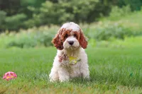 Baxter, a male Cockapoo for sale in Millersburg, OH – 5 of 6