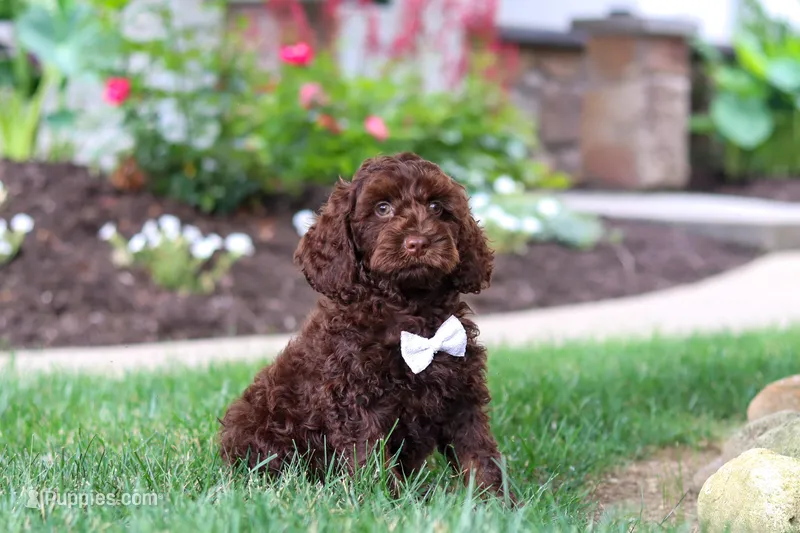 Sammie – Cockapoo puppy for sale in Millersburg, OH