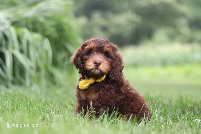 Warren – Cockapoo puppy for sale in Millersburg, OH